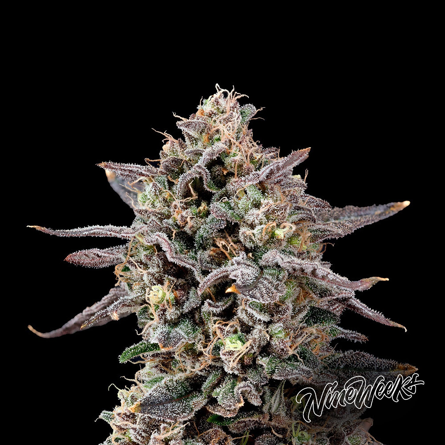 Ztilton Cannabissamen von 9 Weeks Harvest | House of Seeds